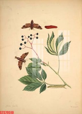 File gốc Tranh sơn dầu phương tây tổng hợp STS79510 (PNG) trong suốt (transparent)