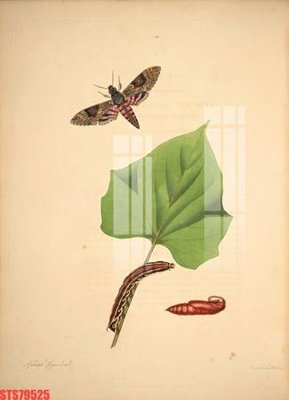 File tranh Tranh sơn dầu phương tây tổng hợp STS79525 (bản gốc) treo tường