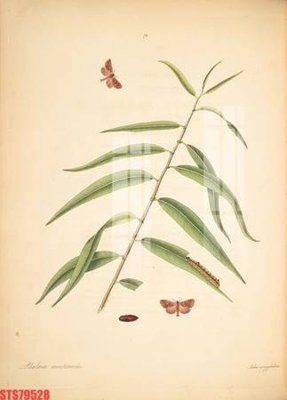 Download file gốc Tranh sơn dầu phương tây tổng hợp STS79528 (in mica) logo