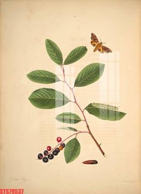 File ảnh Tranh sơn dầu phương tây tổng hợp STS79537 (gốc) cho trang trí nhà hàng