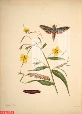 Chi tiết file tranh tráng gương Tranh sơn dầu phương tây tổng hợp STS79543 (ảnh gốc)