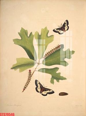 File in ấn chuyên nghiệp Tranh sơn dầu phương tây tổng hợp STS79546 (file gốc)