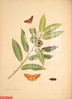 File gốc Tranh sơn dầu phương tây tổng hợp STS79549 (PNG) chất lượng cao