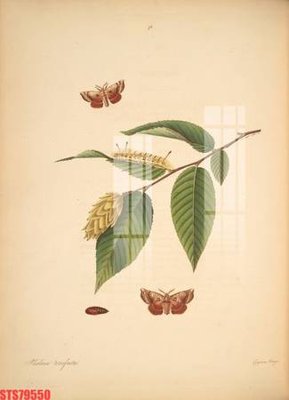 File tranh Tranh sơn dầu phương tây tổng hợp STS79550 (gốc) chủ đề động vật