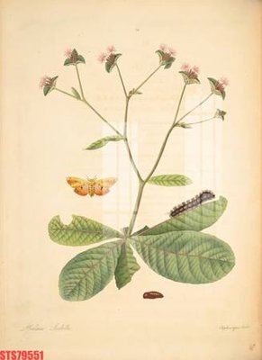 File tranh gốc Tranh sơn dầu phương tây tổng hợp STS79551 (sắc nét từng chi tiết)