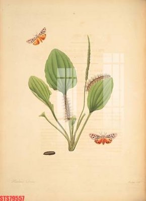 File gốc Tranh sơn dầu phương tây tổng hợp STS79557 (trang trí) phòng trẻ em