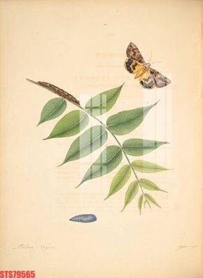 Download file tranh Tranh sơn dầu phương tây tổng hợp STS79565 (file gốc PSD)