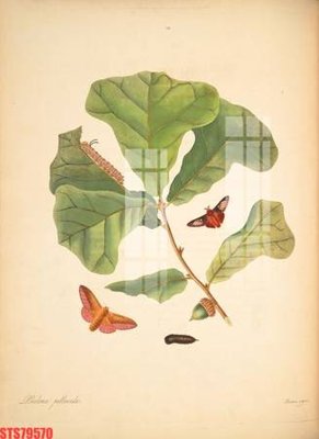 File ảnh Tranh sơn dầu phương tây tổng hợp STS79570 (gốc) in biển hiệu