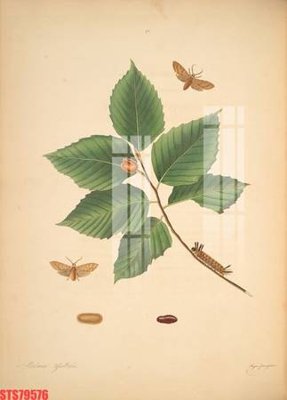 File tranh quảng cáo Tranh sơn dầu phương tây tổng hợp STS79576 (file gốc) chuyên nghiệp