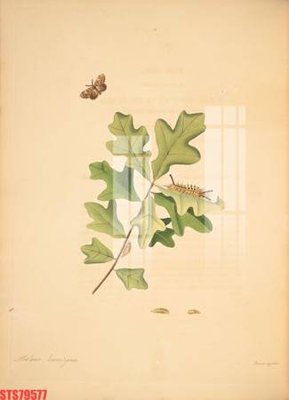 Tải file Tranh sơn dầu phương tây tổng hợp STS79577 (PSD) cho in ấn quảng cáo