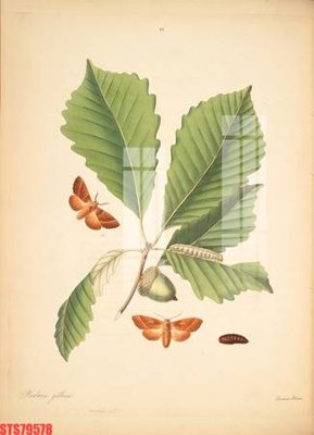 File ảnh gốc Tranh sơn dầu phương tây tổng hợp STS79578 (chuyên in mica)