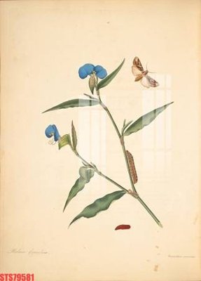 File gốc in mica Tranh sơn dầu phương tây tổng hợp STS79581 chất lượng