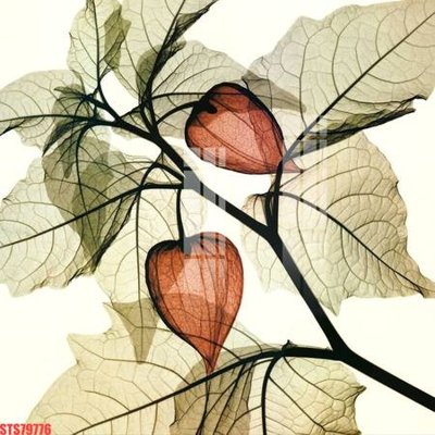 Tải file Tranh sơn dầu phương tây tổng hợp STS79776 (gốc) in nhanh