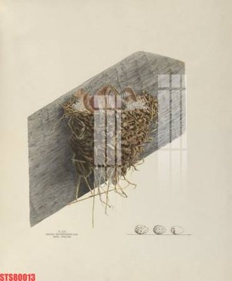 Tải file Tranh sơn dầu phương tây tổng hợp STS80013 (gốc) làm file quảng cáo