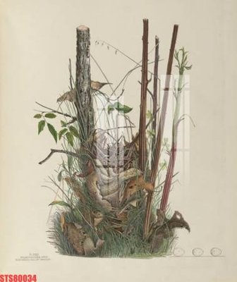 Tệp tin gốc Tranh sơn dầu phương tây tổng hợp STS80034 (chất lượng) Tranh sơn dầu phương tây tổng hợp STS80034