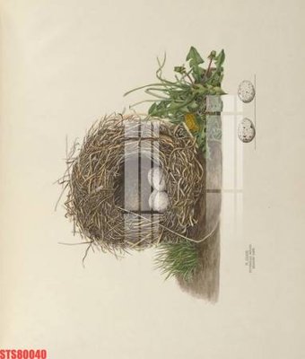 File gốc Tranh sơn dầu phương tây tổng hợp STS80040 (in ấn) không giới hạn