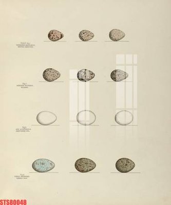 Download file Tranh sơn dầu phương tây tổng hợp STS80048 (chuẩn in) chất lượng cao