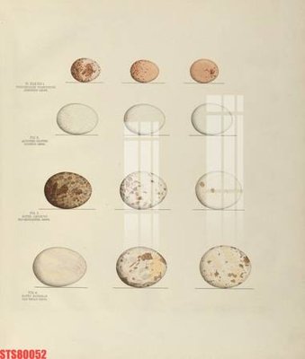 File gốc Tranh sơn dầu phương tây tổng hợp STS80052 (vector) cho in ấn