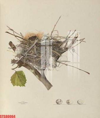 File in trần Tranh sơn dầu phương tây tổng hợp STS80064 (bản gốc) đại dương