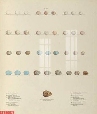 File in ấn Tranh sơn dầu phương tây tổng hợp STS80073 (bản gốc) sắc nét