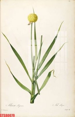 Ảnh gốc Tranh sơn dầu phương tây tổng hợp STS80079 (siêu chi tiết) để in ấn