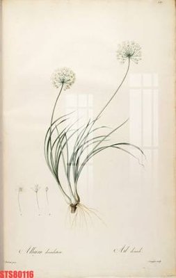 File in lụa Tranh sơn dầu phương tây tổng hợp STS80116 (hoa văn) Tranh sơn dầu phương tây tổng hợp STS80116