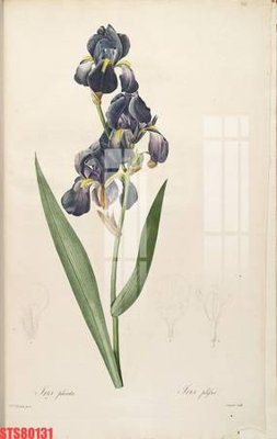 File tranh Tranh sơn dầu phương tây tổng hợp STS80131 (gốc) in vải canvas