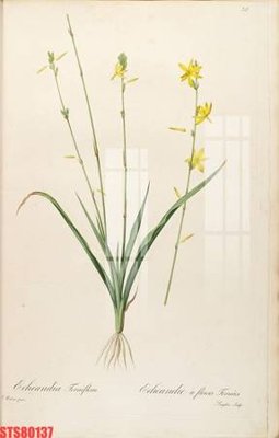 File ảnh Tranh sơn dầu phương tây tổng hợp STS80137 (gốc) dùng in Pano