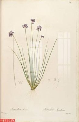 File in ấn Tranh sơn dầu phương tây tổng hợp STS80152 (bản gốc) chất lượng cao