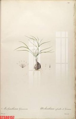 File tranh Tranh sơn dầu phương tây tổng hợp STS80157 (bản gốc) in lụa 5D