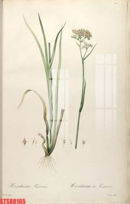 File gốc Tranh sơn dầu phương tây tổng hợp STS80165 (AI/EPS) cho in ấn