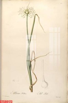 File tranh ảnh gốc Tranh sơn dầu phương tây tổng hợp STS80173 dùng cho in khổ lớn