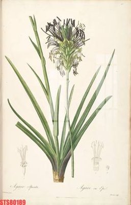 File gốc Tranh sơn dầu phương tây tổng hợp STS80189 (in ấn) màu sắc trung thực