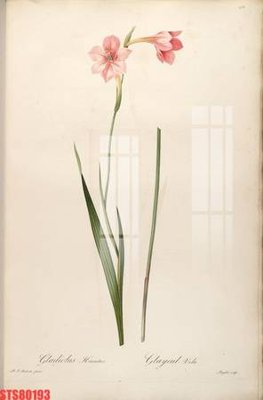 File gốc in ấn Tranh sơn dầu phương tây tổng hợp STS80193 chất lượng vượt trội