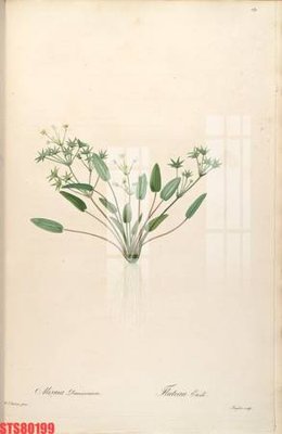 File PSD Tranh sơn dầu phương tây tổng hợp STS80199 (chất lượng in ấn)