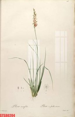 File gốc Tranh sơn dầu phương tây tổng hợp STS80204 (in tráng gương) ốp tường