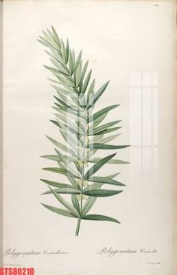 File gốc Tranh sơn dầu phương tây tổng hợp STS80210 (ảnh chi tiết) để in lụa