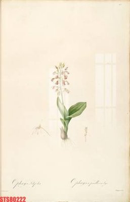 File gốc in ấn Tranh sơn dầu phương tây tổng hợp STS80222 chuẩn màu CMYK