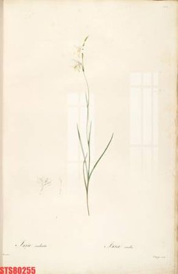 File PSD Tranh sơn dầu phương tây tổng hợp STS80255 (bản gốc) độ phân giải cao