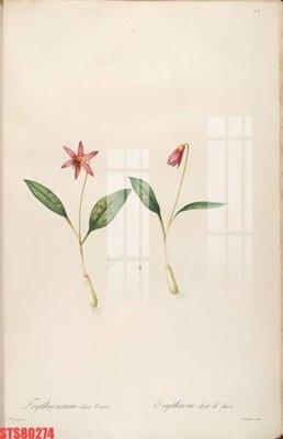 File PSD Tranh sơn dầu phương tây tổng hợp STS80274 (gốc) nhiều lớp (multi-layer)