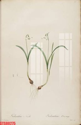 Ảnh gốc Tranh sơn dầu phương tây tổng hợp STS80275 (độ nét cao) in mica