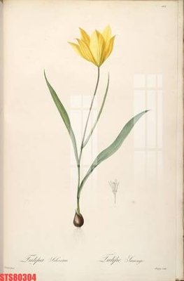 File in trần Tranh sơn dầu phương tây tổng hợp STS80304 (file gốc) xuyên sáng