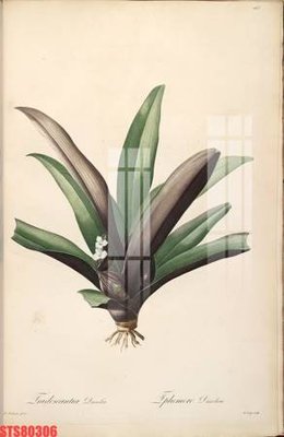 File tranh Tranh sơn dầu phương tây tổng hợp STS80306 (gốc) chủ đề động vật