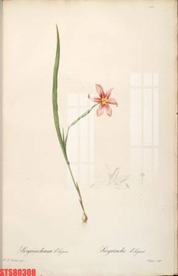 File tranh gốc Tranh sơn dầu phương tây tổng hợp STS80308 (bản quyền) độc đáo