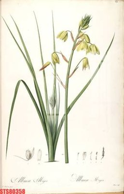 Hình ảnh file gốc Tranh sơn dầu phương tây tổng hợp STS80358 cho in UV