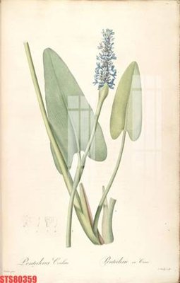 Ảnh gốc Tranh sơn dầu phương tây tổng hợp STS80359 (siêu chi tiết) để in ấn