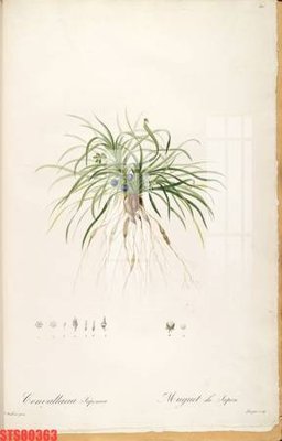 File gốc Tranh sơn dầu phương tây tổng hợp STS80363 (ảnh chi tiết) để in ấn