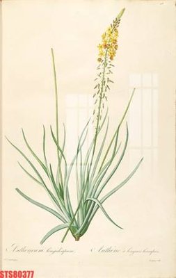 Tải file Tranh sơn dầu phương tây tổng hợp STS80377 (gốc) làm file in ấn