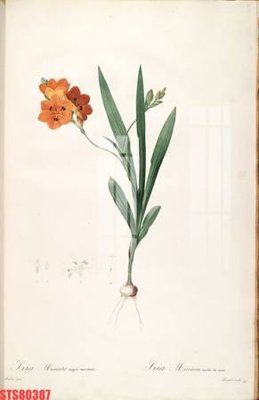 File tranh Tranh sơn dầu phương tây tổng hợp STS80387 (file gốc) chuẩn màu in