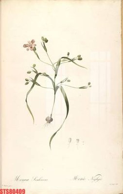 Tải file Tranh sơn dầu phương tây tổng hợp STS80409 (gốc) chủ đề hoa sen